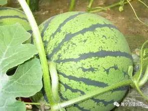 马雨萱吃瓜黑料